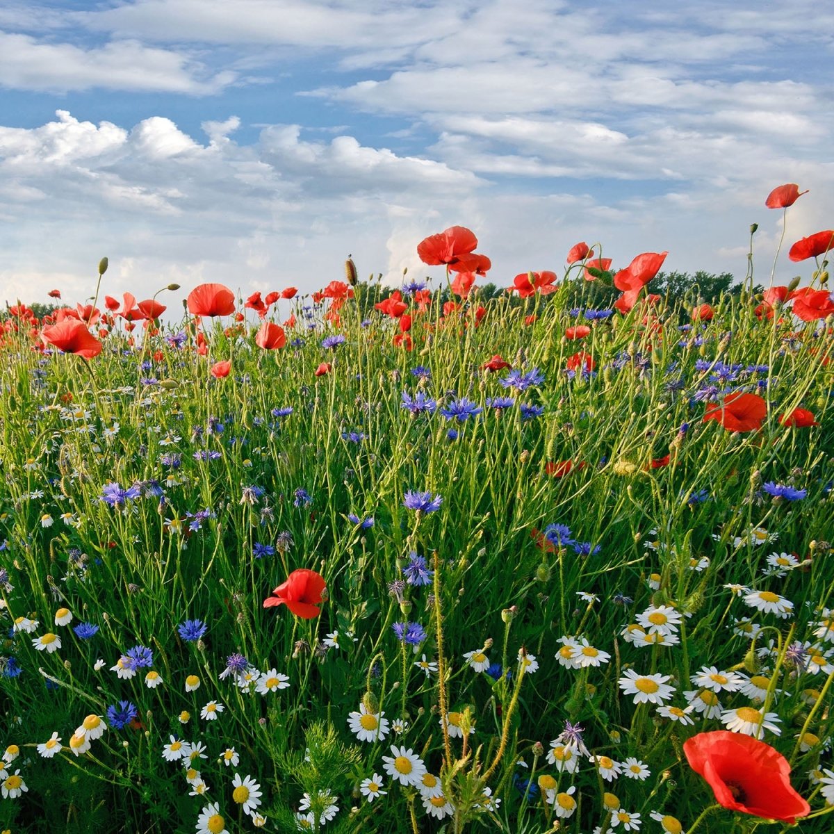 Beistelltisch Blumenwiese M0493 entdecken - Bild 2 Beistelltisch Blumenwiese M0493 entdecken - Bild 2