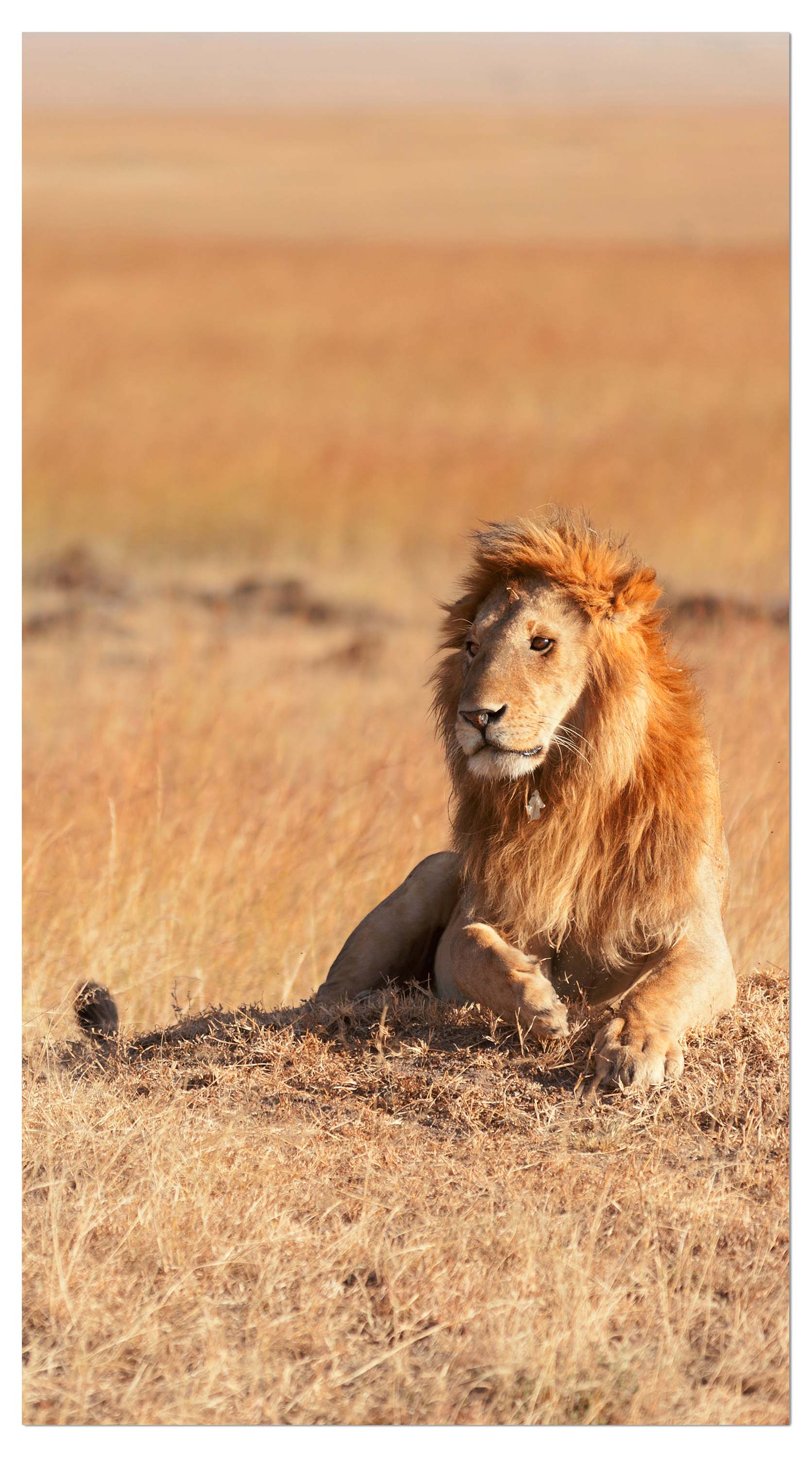 Garderobe König der Savanne M0515 entdecken - Bild 4 Garderobe König der Savanne M0515 entdecken - Bild 4