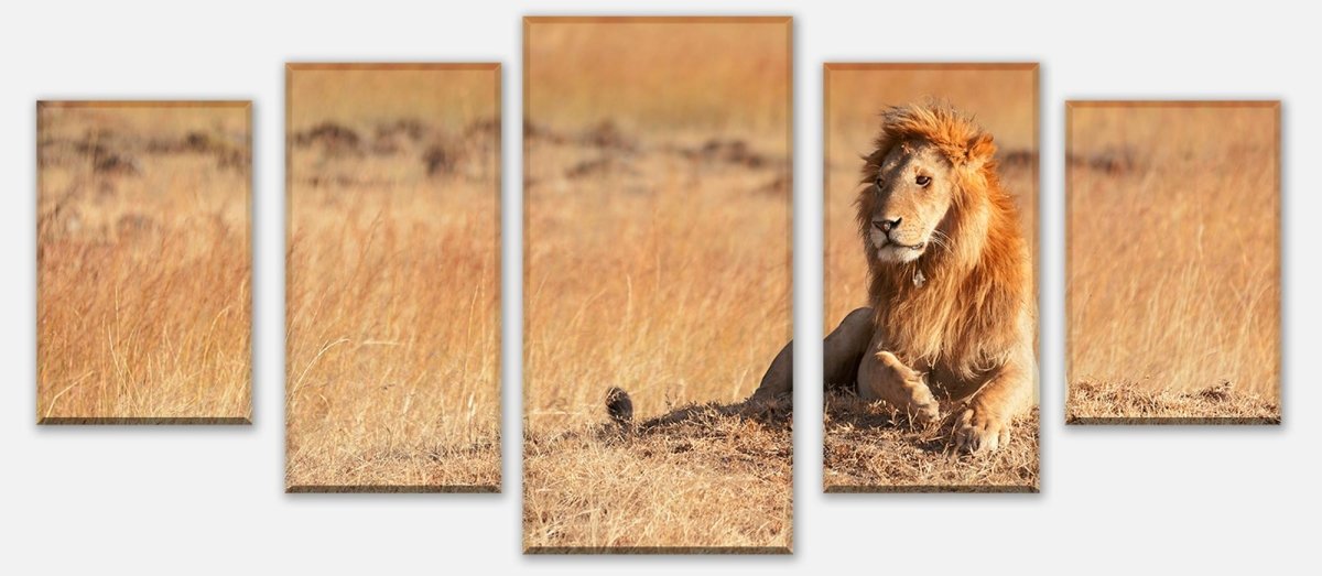 Leinwandbild Mehrteiler König der Savanne M0515 entdecken - Bild 1 Leinwandbild Mehrteiler König der Savanne M0515 entdecken - Bild 1