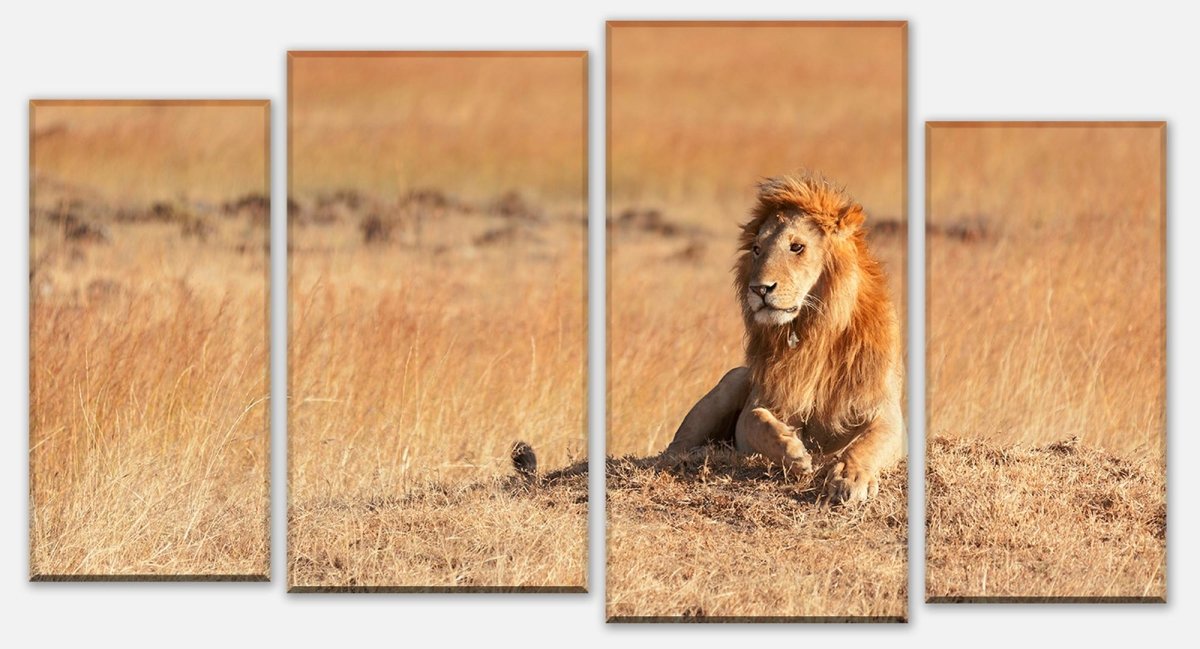 Leinwandbild Mehrteiler König der Savanne M0515 Leinwandbild Mehrteiler König der Savanne M0515