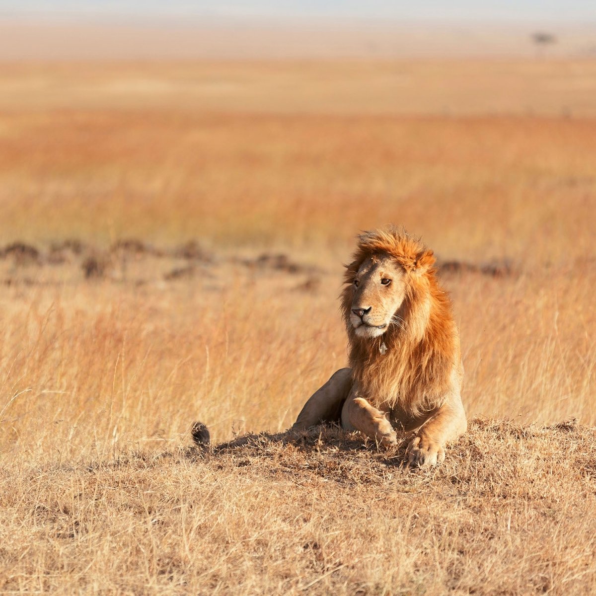 Beistelltisch König der Savanne M0515 entdecken - Bild 2 Beistelltisch König der Savanne M0515 entdecken - Bild 2