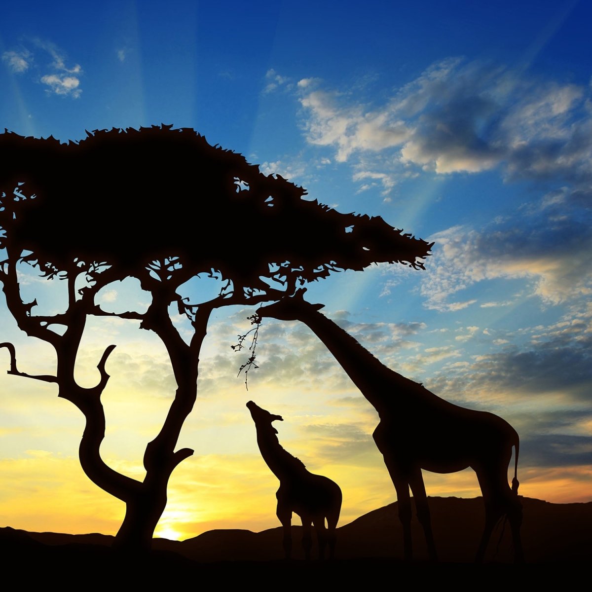 Beistelltisch Afrikanische Schatten M0521 entdecken - Bild 2 Beistelltisch Afrikanische Schatten M0521 entdecken - Bild 2