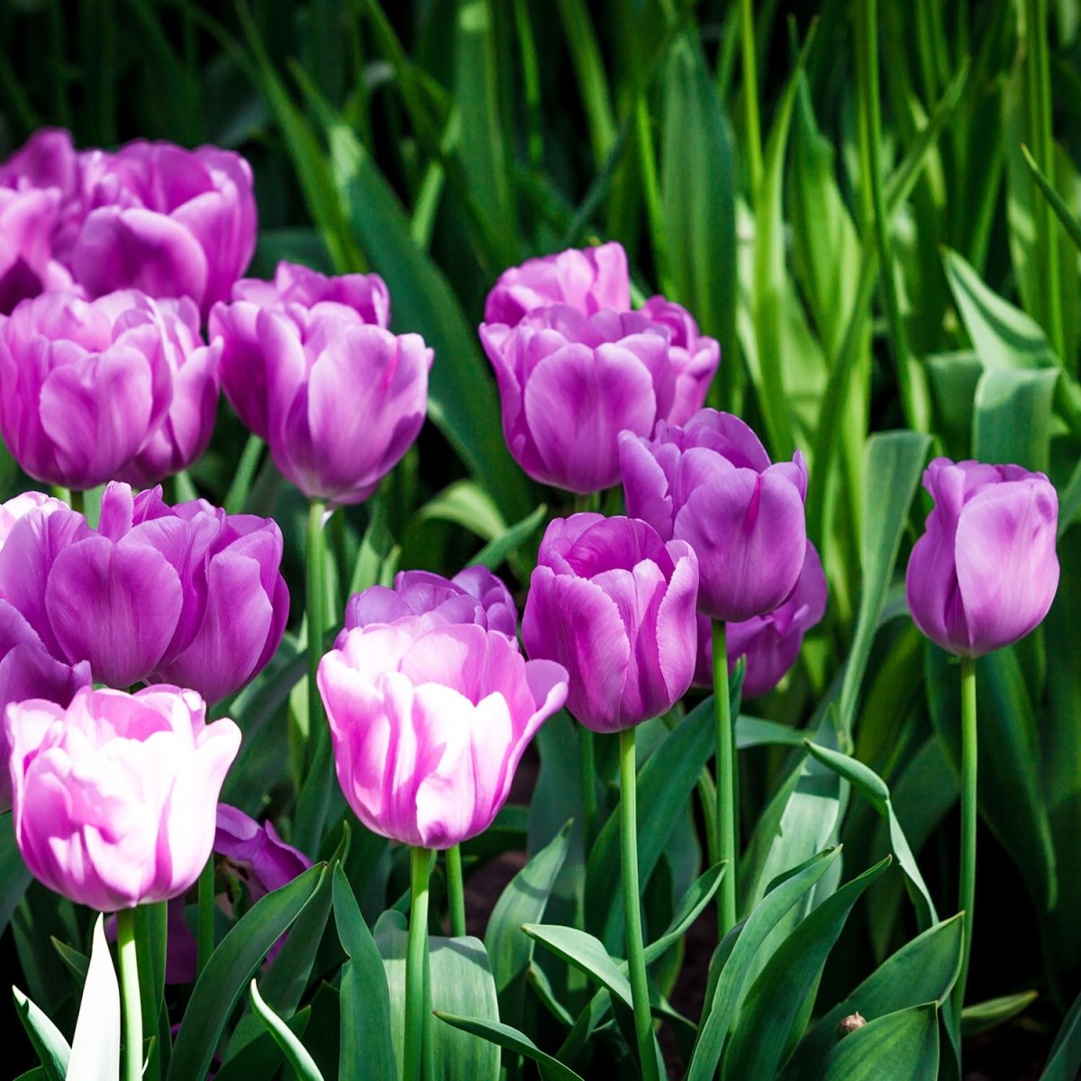 Beistelltisch Blütenblatt M0554 entdecken - Bild 2 Beistelltisch Blütenblatt M0554 entdecken - Bild 2