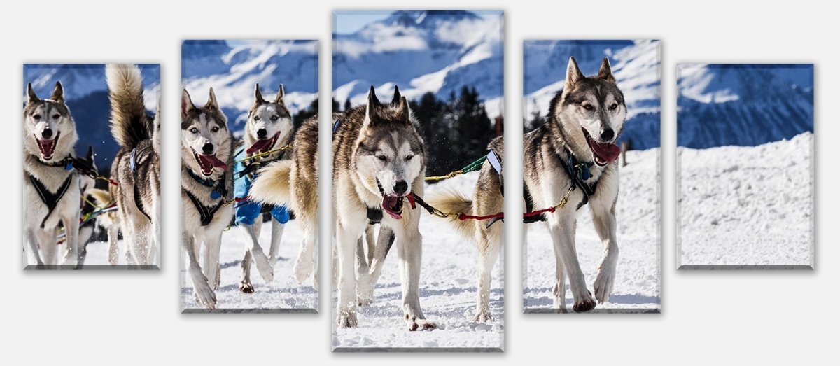 Leinwandbild Mehrteiler Schlittenhunde in Speed Racing M0559 entdecken - Bild 1 Leinwandbild Mehrteiler Schlittenhunde in Speed Racing M0559 entdecken - Bild 1