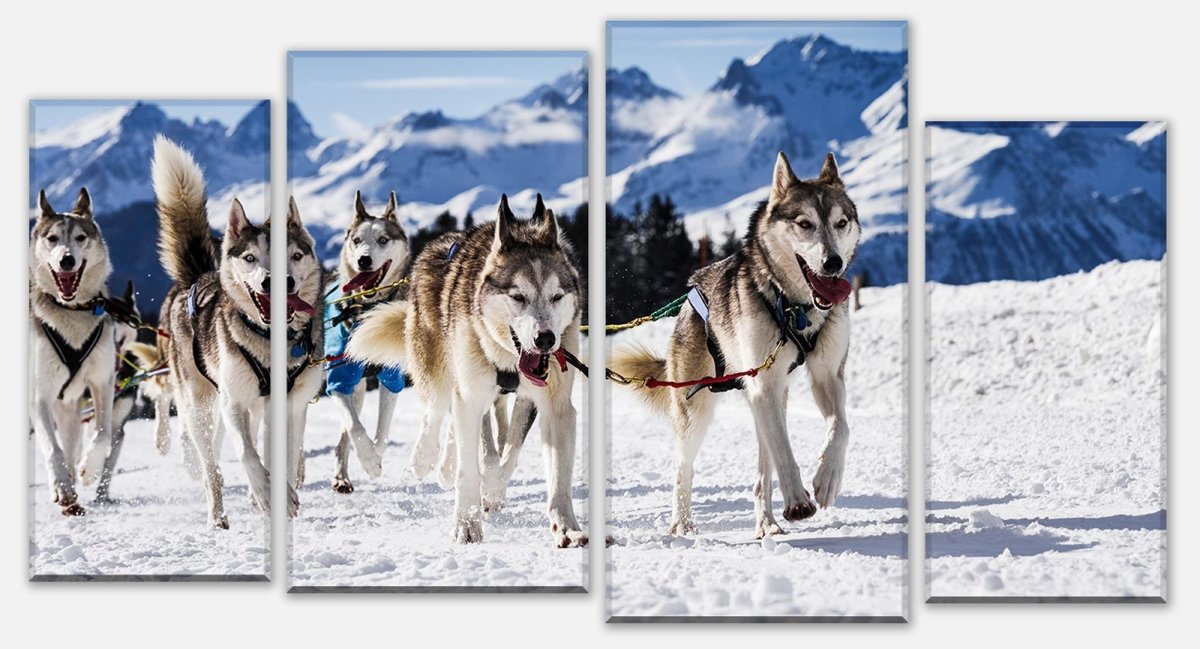 Leinwandbild Mehrteiler Schlittenhunde in Speed Racing M0559 Leinwandbild Mehrteiler Schlittenhunde in Speed Racing M0559