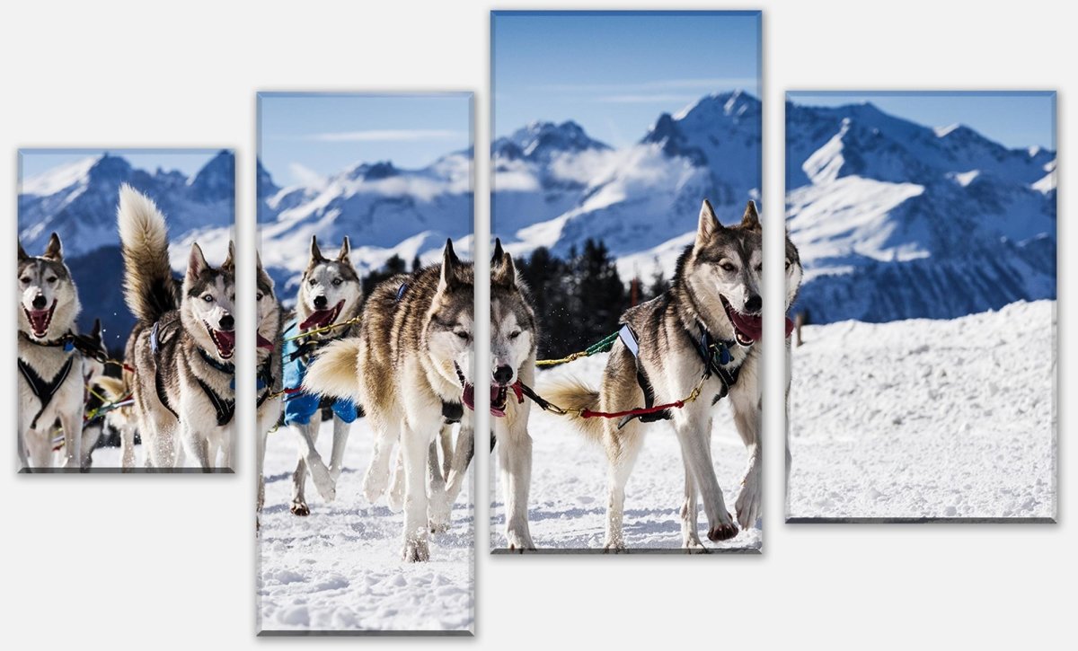 Leinwandbild Mehrteiler Schlittenhunde in Speed Racing M0559 Leinwandbild Mehrteiler Schlittenhunde in Speed Racing M0559