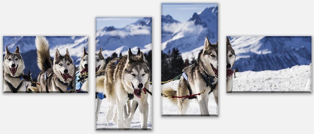 Leinwandbild Mehrteiler Schlittenhunde in Speed Racing M0559 Leinwandbild Mehrteiler Schlittenhunde in Speed Racing M0559