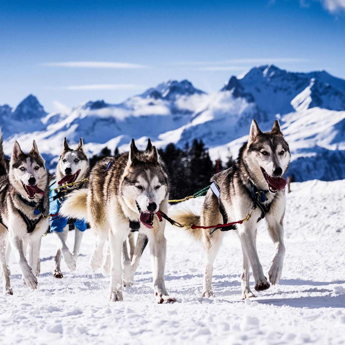 Beistelltisch Schlittenhunde in Speed Racing M0559 entdecken - Bild 2 Beistelltisch Schlittenhunde in Speed Racing M0559 entdecken - Bild 2