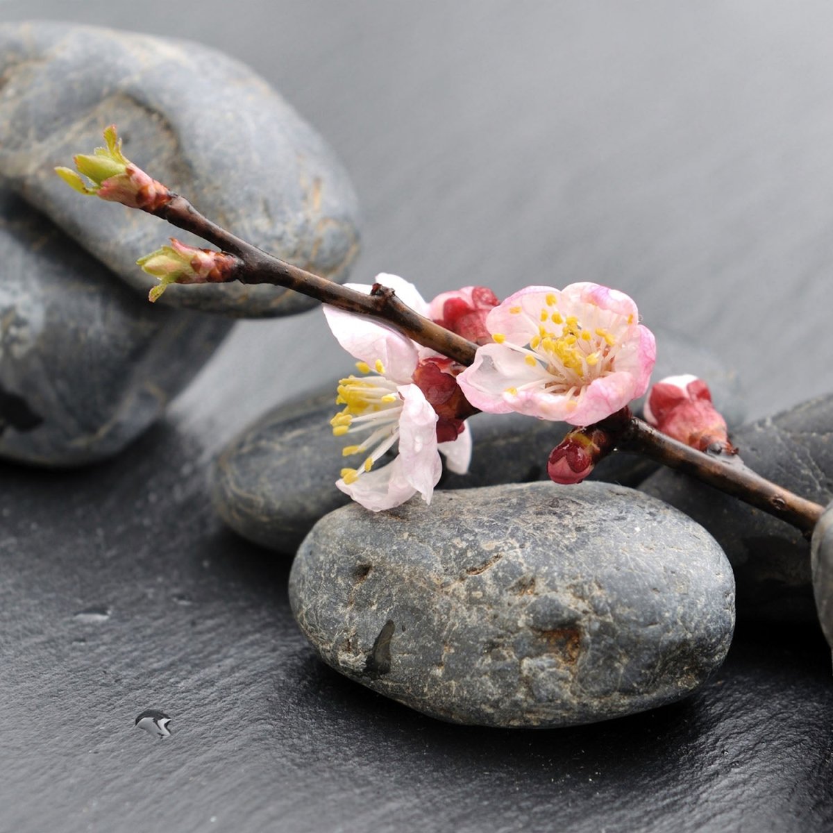 Beistelltisch Blumenast und Steine M0571 entdecken - Bild 2 Beistelltisch Blumenast und Steine M0571 entdecken - Bild 2