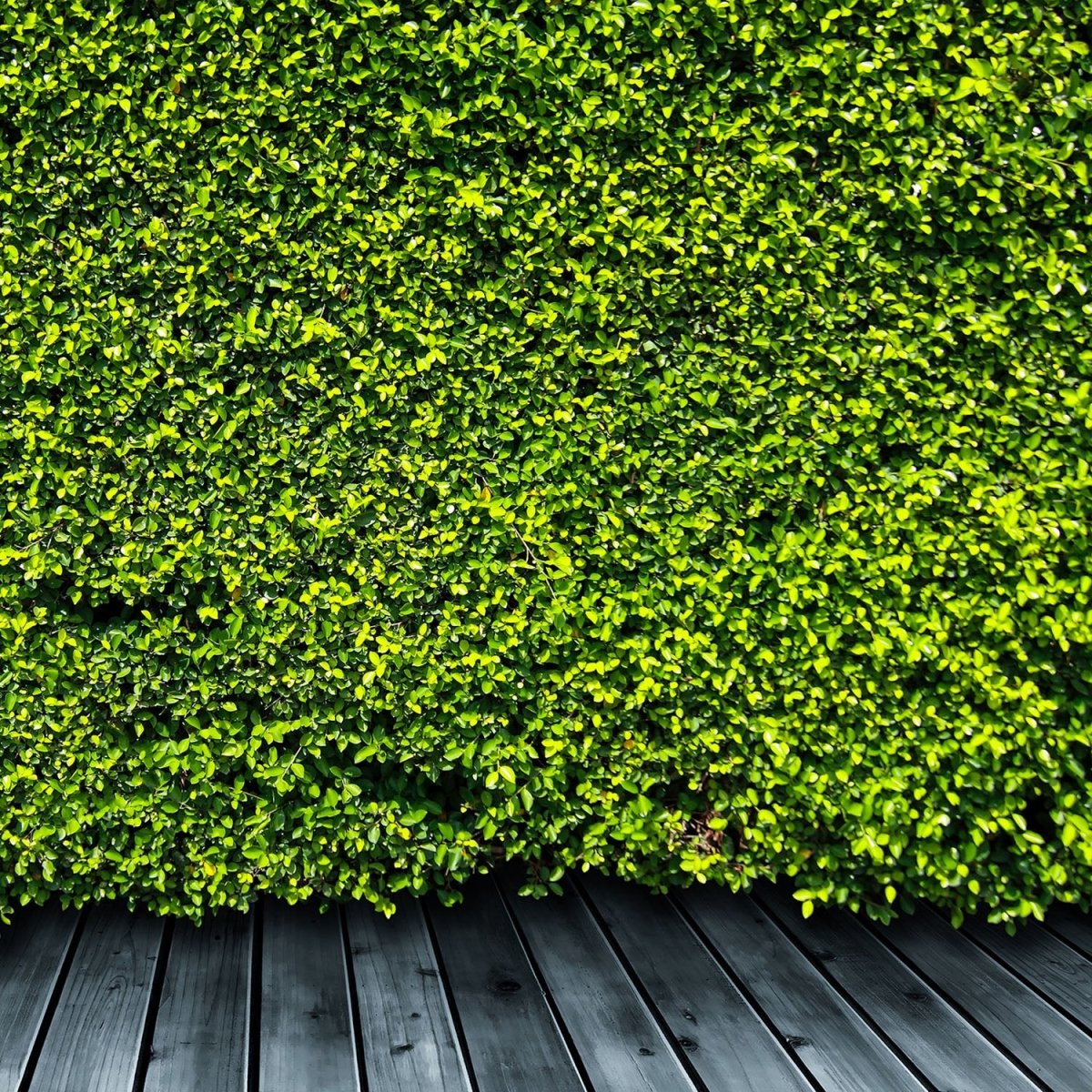 Beistelltisch Grüne Mauer M0572 entdecken - Bild 2 Beistelltisch Grüne Mauer M0572 entdecken - Bild 2