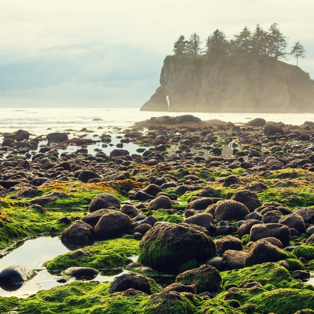 Beistelltisch Olympic National Park, Washington M0910 entdecken - Bild 2 Beistelltisch Olympic National Park, Washington M0910 entdecken - Bild 2