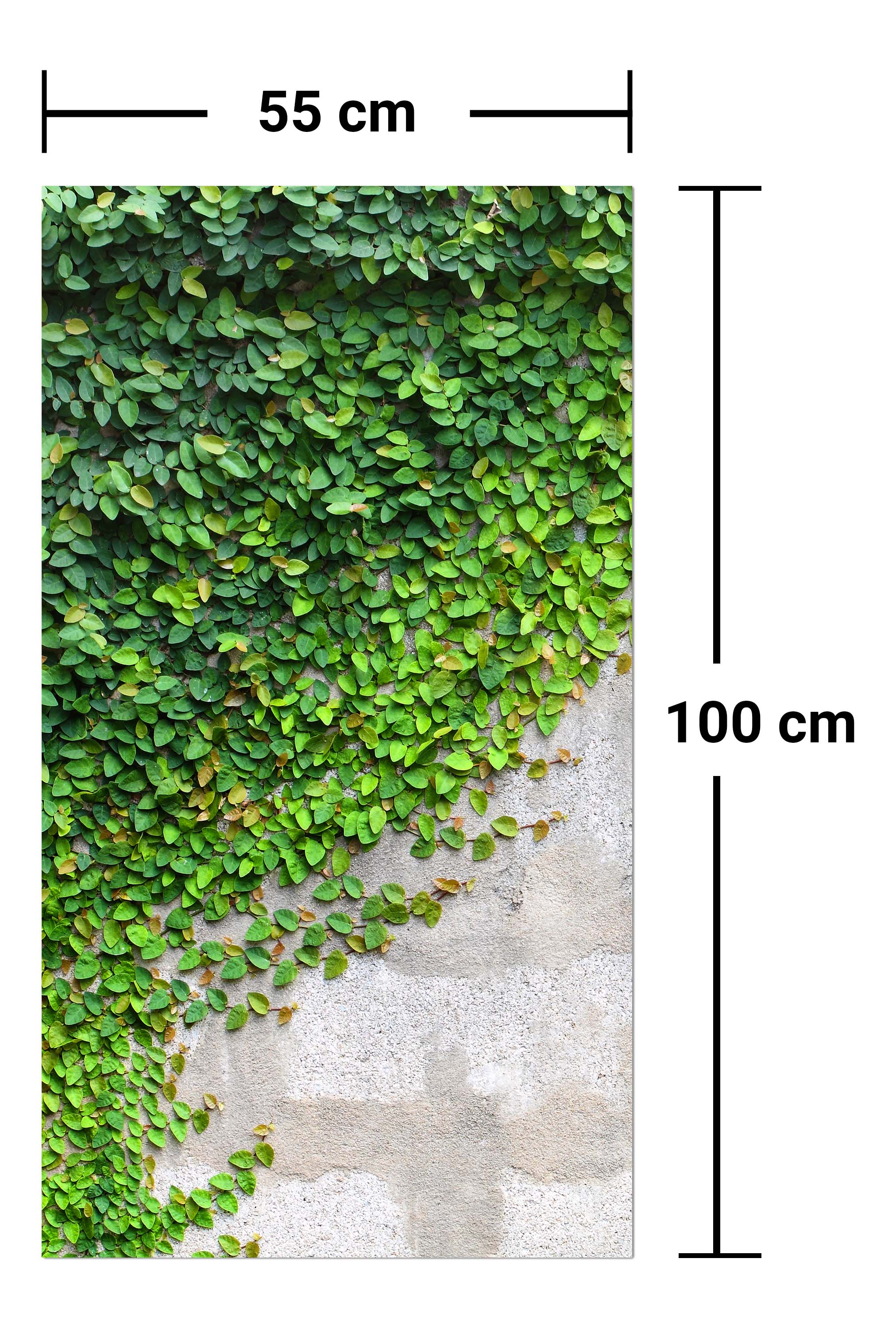 Garderobe Eine Kriechpflanze auf einer Mauer M0937 entdecken - Bild 7 Garderobe Eine Kriechpflanze auf einer Mauer M0937 entdecken - Bild 7