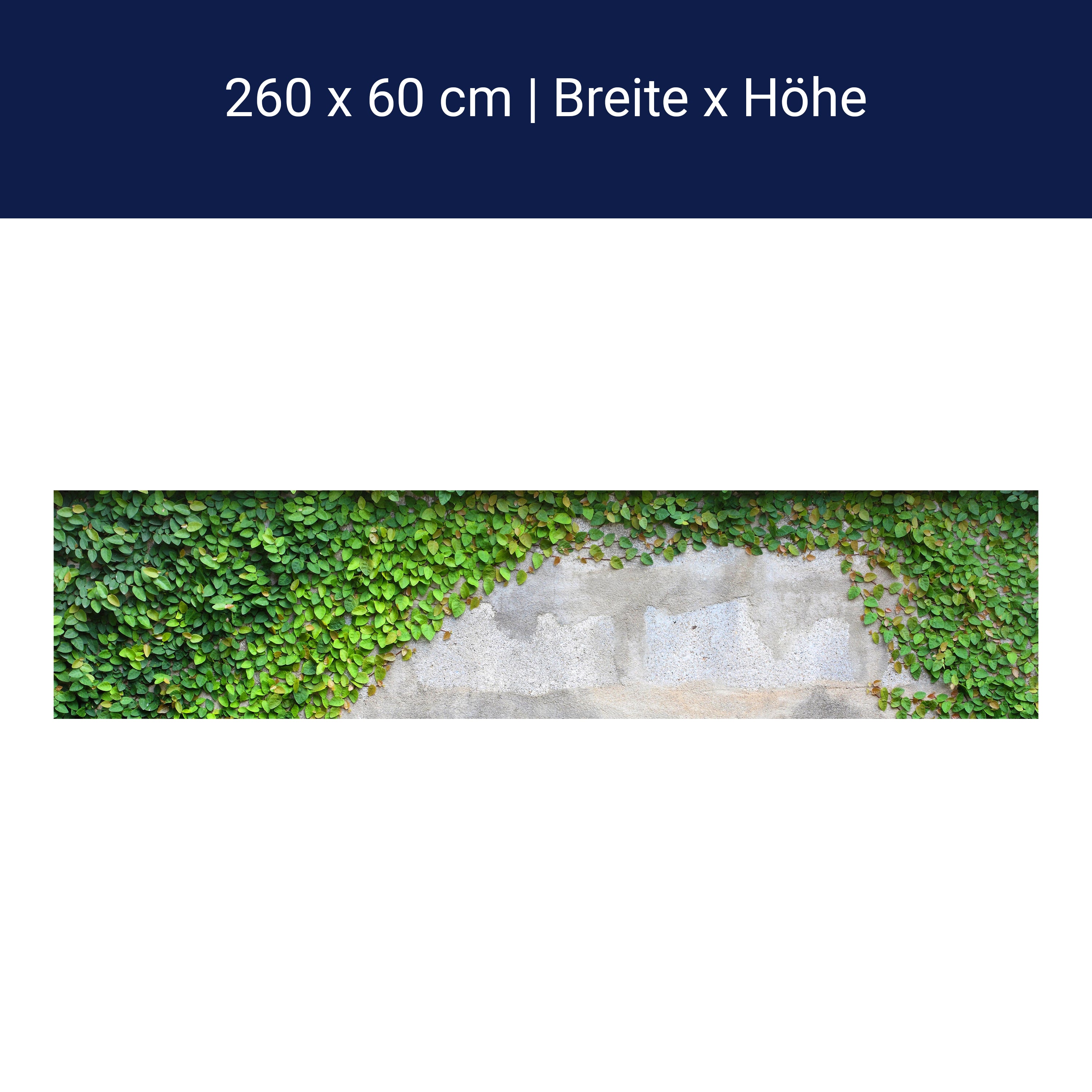 Küchenrückwand Eine Kriechpflanze auf einer Mauer M0937 Küchenrückwand Eine Kriechpflanze auf einer Mauer M0937