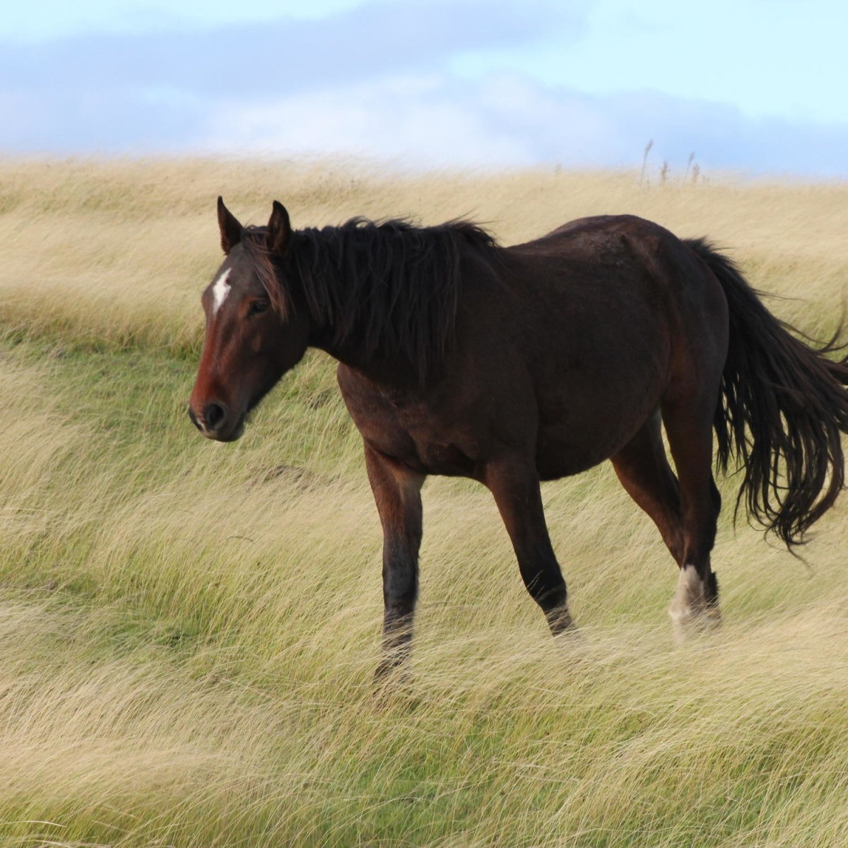 Beistelltisch Wildpferd M0943 entdecken - Bild 2 Beistelltisch Wildpferd M0943 entdecken - Bild 2