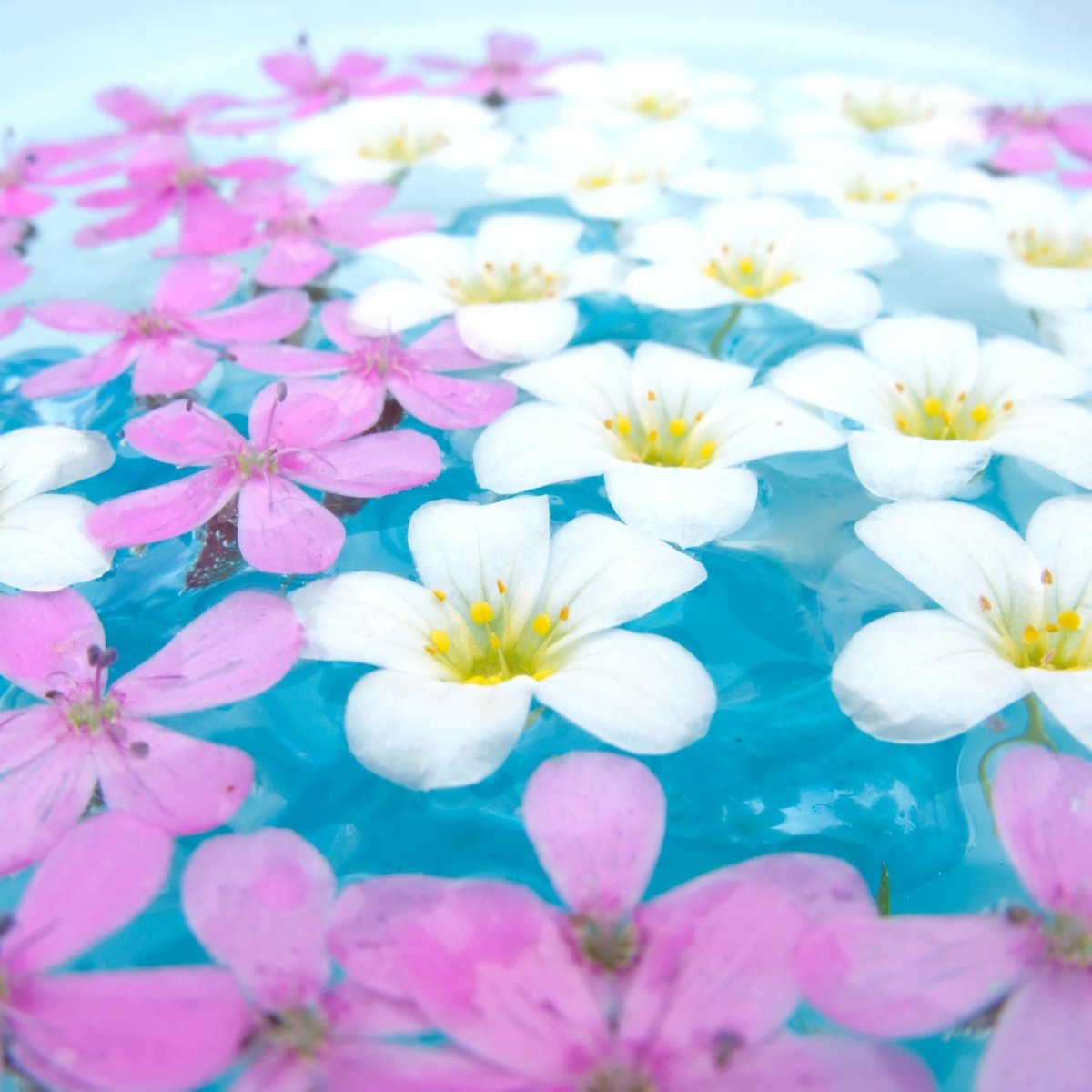 Beistelltisch Weiße und rosa Blumen M1001 entdecken - Bild 2 Beistelltisch Weiße und rosa Blumen M1001 entdecken - Bild 2