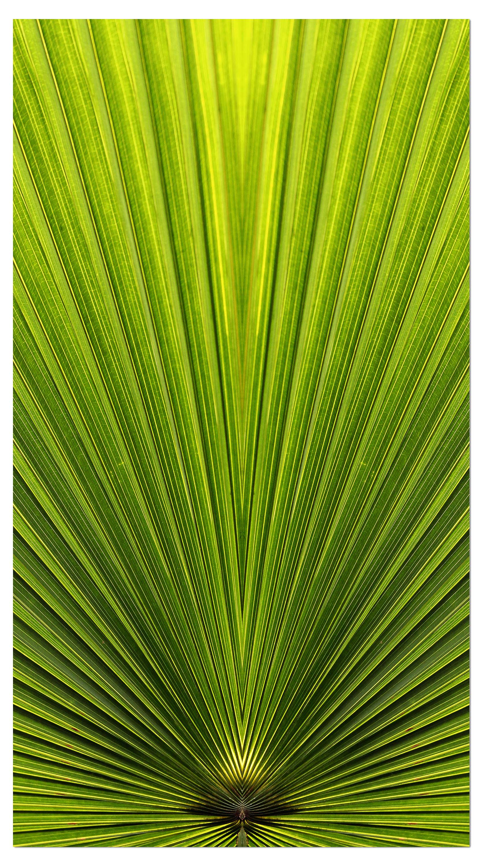 Garderobe Palmblatt Nahaufnahme M1003 entdecken - Bild 4 Garderobe Palmblatt Nahaufnahme M1003 entdecken - Bild 4