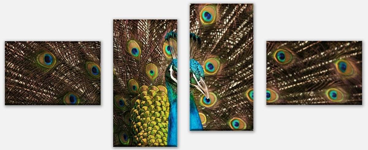 Leinwandbild Mehrteiler schöner Pfau M1005 Leinwandbild Mehrteiler schöner Pfau M1005