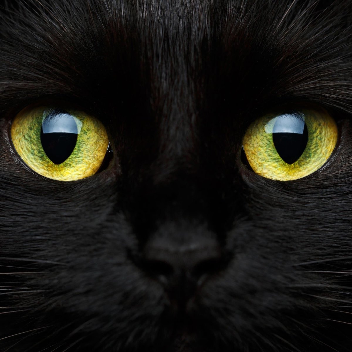 Beistelltisch Nahaufnahme der schwarzen Katze M1013 entdecken - Bild 2 Beistelltisch Nahaufnahme der schwarzen Katze M1013 entdecken - Bild 2