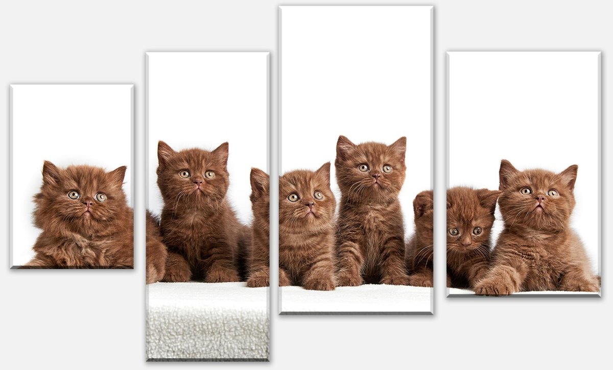 Leinwandbild Mehrteiler Portrait von sechs braunen britischen Kätzchen M1022 Leinwandbild Mehrteiler Portrait von sechs braunen britischen Kätzchen M1022