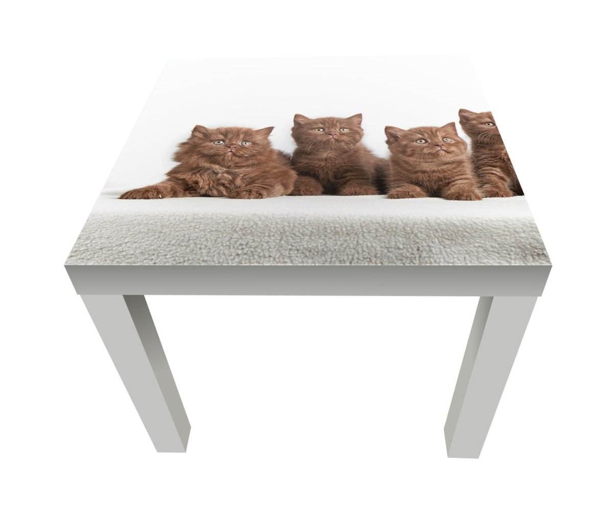 Beistelltisch Portrait von sechs braunen britischen Kätzchen M1022 entdecken - Bild 1 Beistelltisch Portrait von sechs braunen britischen Kätzchen M1022 entdecken - Bild 1
