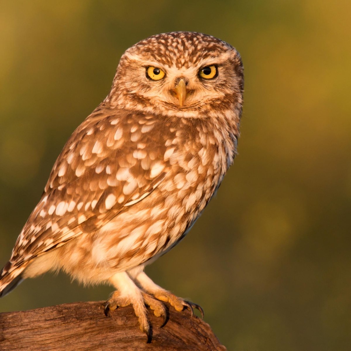 Beistelltisch Kleine Eule auf einem Baumstamm M1026 entdecken - Bild 2 Beistelltisch Kleine Eule auf einem Baumstamm M1026 entdecken - Bild 2