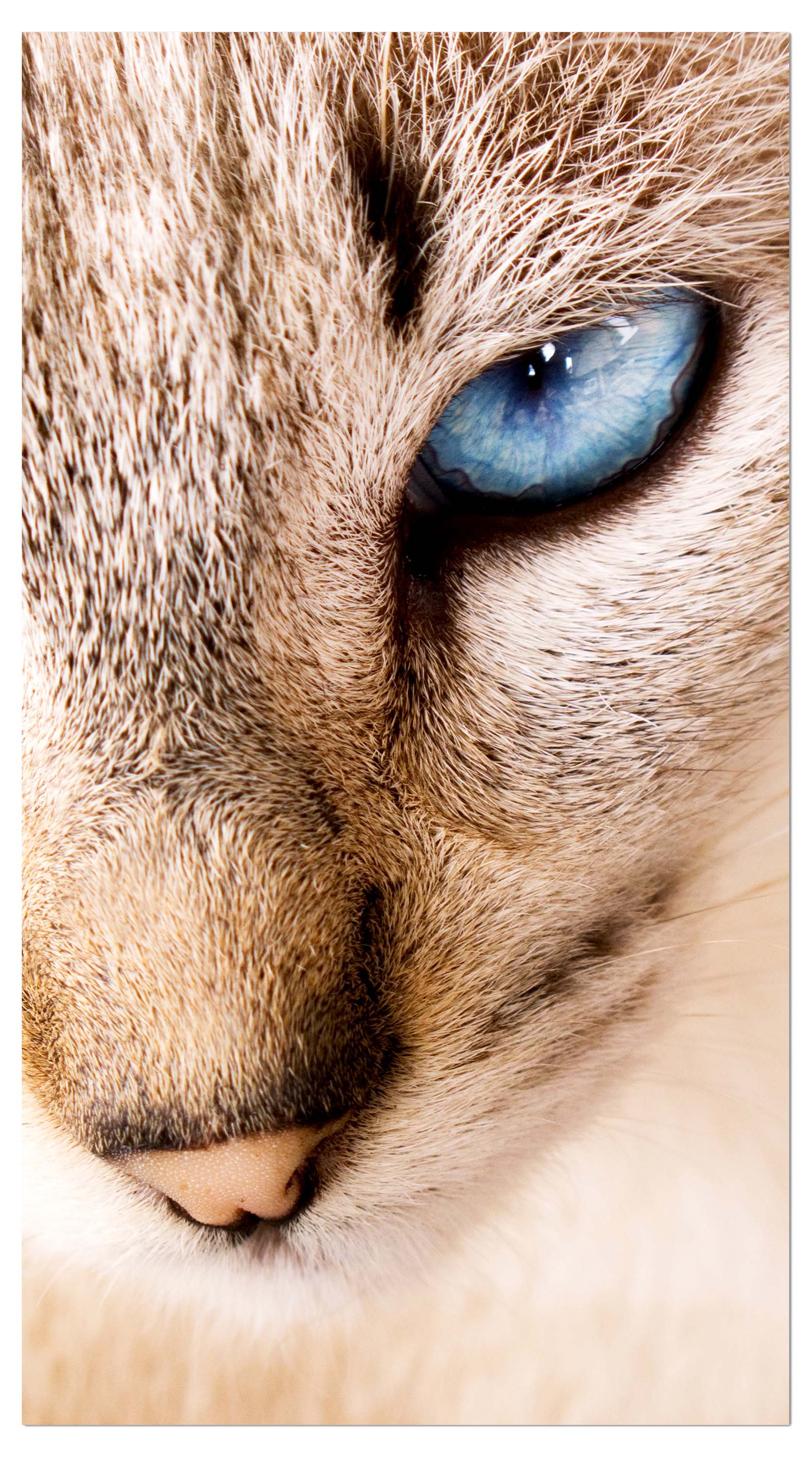 Garderobe Nettes weißes Katzenporträt M1028 entdecken - Bild 4 Garderobe Nettes weißes Katzenporträt M1028 entdecken - Bild 4