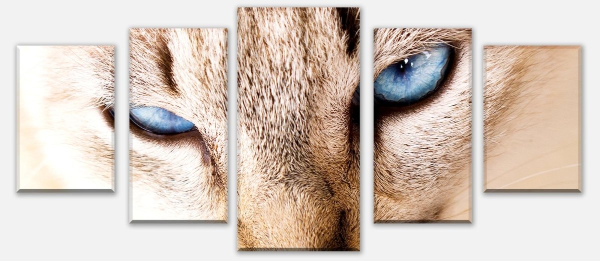 Leinwandbild Mehrteiler Nettes weißes Katzenporträt M1028 entdecken - Bild 1 Leinwandbild Mehrteiler Nettes weißes Katzenporträt M1028 entdecken - Bild 1