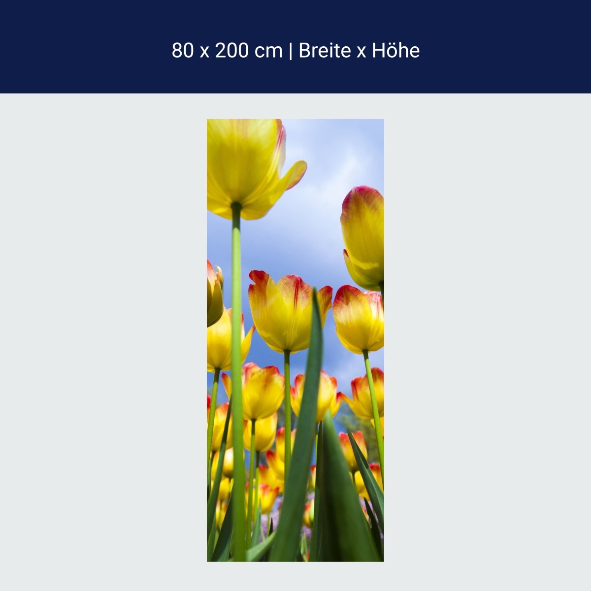 Duschwand Tulpen M1029 Duschwand Tulpen M1029