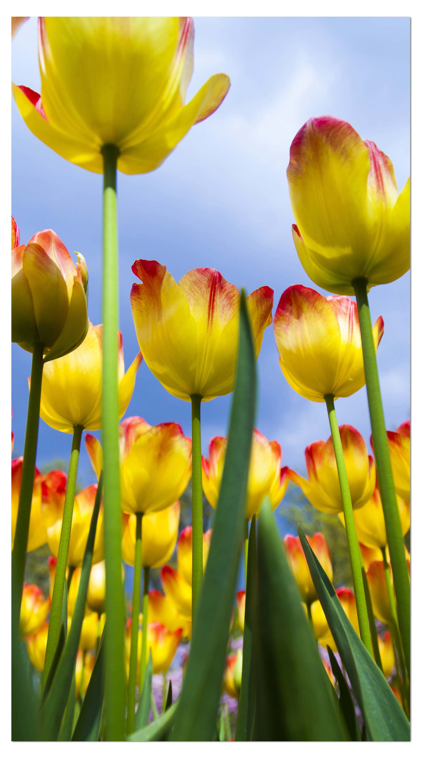 Garderobe Tulpen M1029 entdecken - Bild 4 Garderobe Tulpen M1029 entdecken - Bild 4