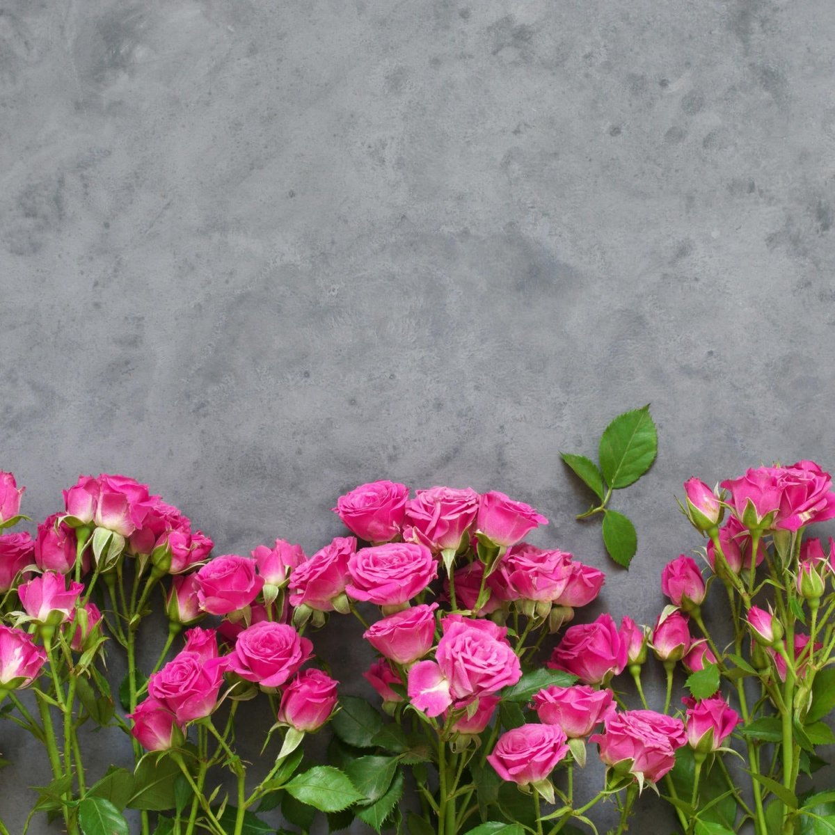 Beistelltisch Rosa Rosen auf dunkelgrauem Hintergrund M1033 entdecken - Bild 2 Beistelltisch Rosa Rosen auf dunkelgrauem Hintergrund M1033 entdecken - Bild 2