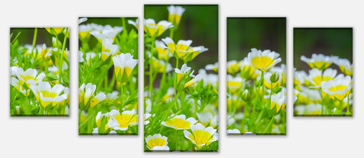 Leinwandbild Mehrteiler Blumen, die im Sommergarten wachsen M1039 entdecken - Bild 1 Leinwandbild Mehrteiler Blumen, die im Sommergarten wachsen M1039 entdecken - Bild 1