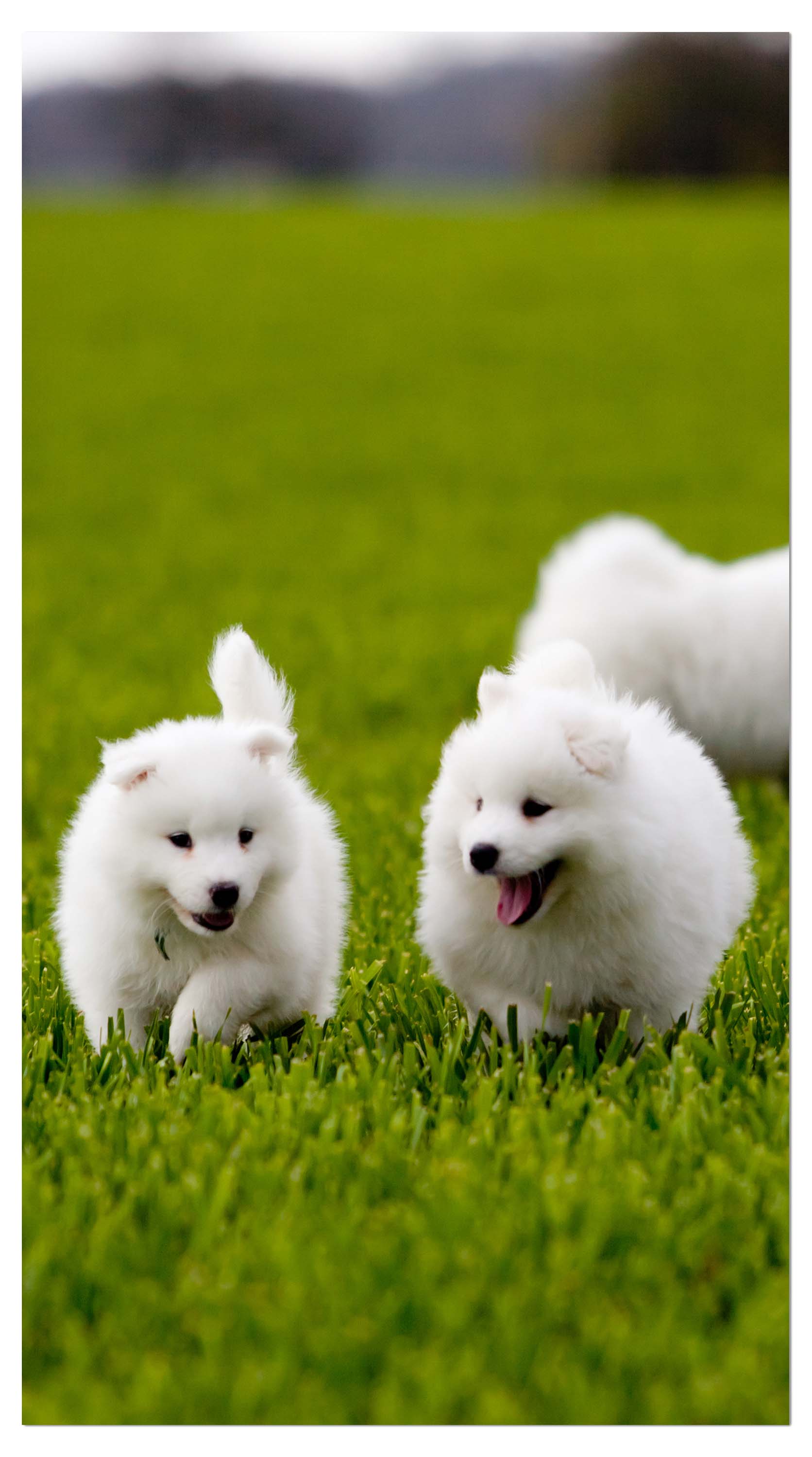 Garderobe Samojedenhund M1043 entdecken - Bild 4 Garderobe Samojedenhund M1043 entdecken - Bild 4