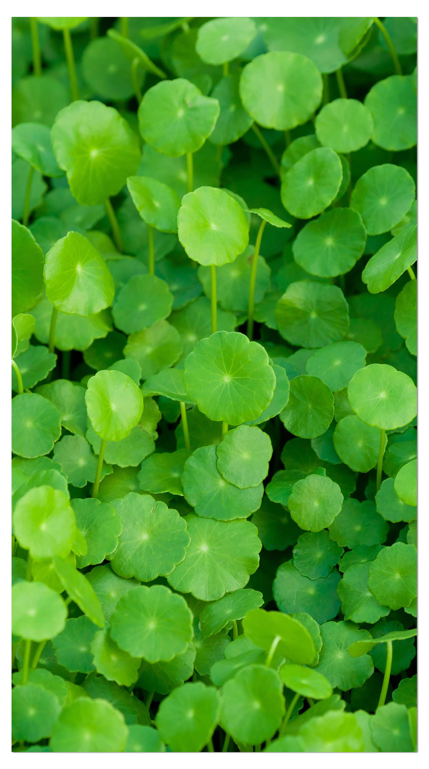 Garderobe Grünpflanzen Hintergrund M1046 entdecken - Bild 4 Garderobe Grünpflanzen Hintergrund M1046 entdecken - Bild 4