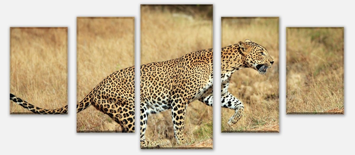 Leinwandbild Mehrteiler Sri-Lankischer Leopard M1058 entdecken - Bild 1 Leinwandbild Mehrteiler Sri-Lankischer Leopard M1058 entdecken - Bild 1
