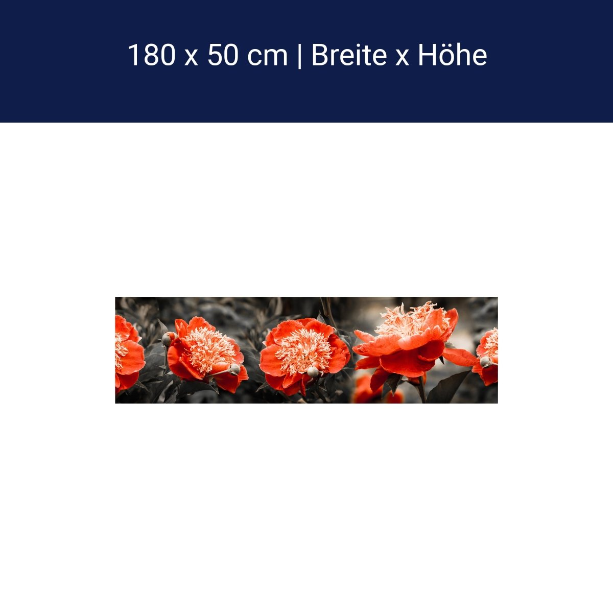 Küchenrückwand Blume Rot Kontrast Fokus Schwarz Weiß M1106 Küchenrückwand Blume Rot Kontrast Fokus Schwarz Weiß M1106