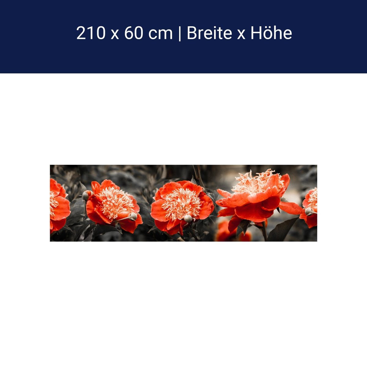Küchenrückwand Blume Rot Kontrast Fokus Schwarz Weiß M1106 Küchenrückwand Blume Rot Kontrast Fokus Schwarz Weiß M1106