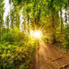 Fototapete Sonne Wald Bäume Weg M5682