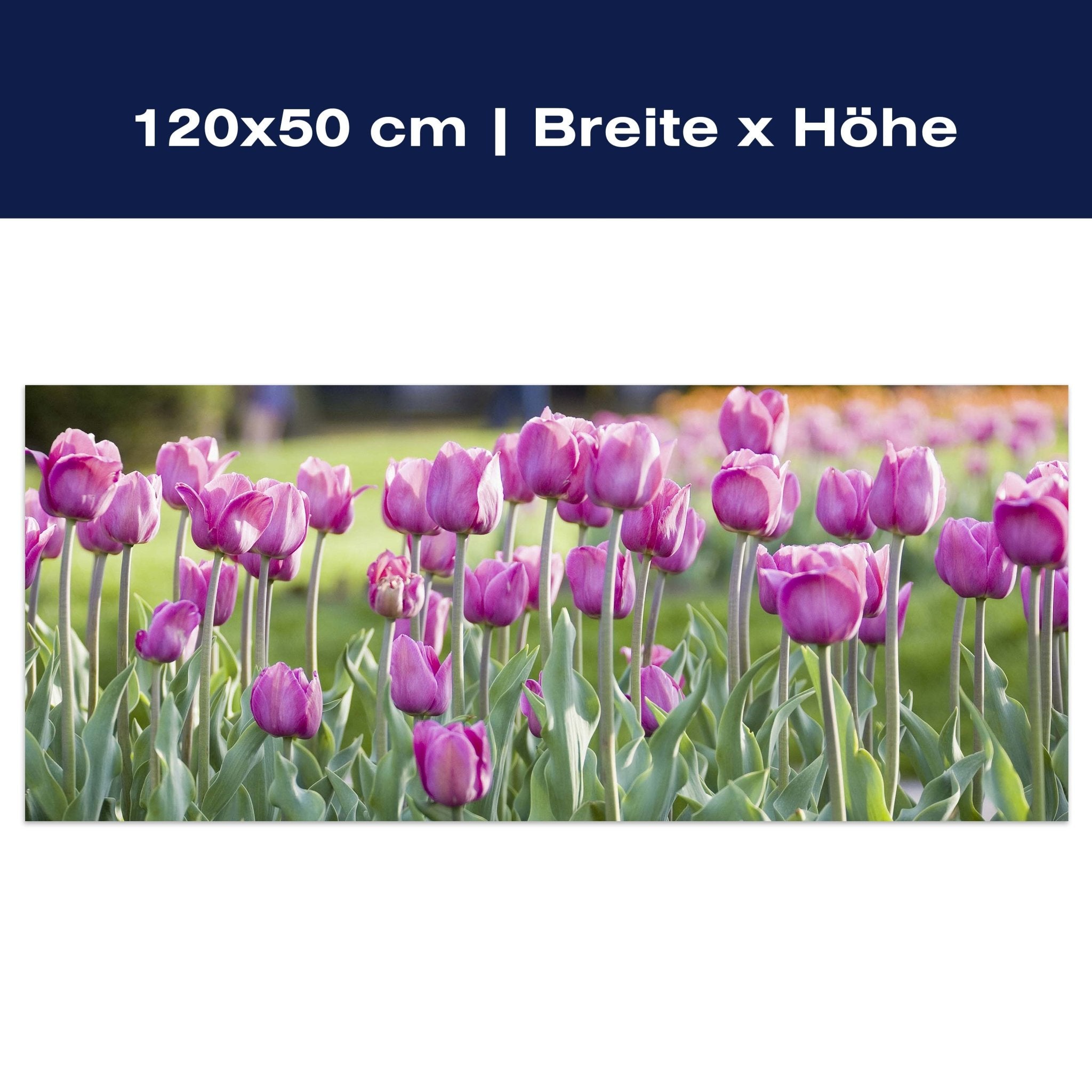 Leinwandbild Pinke Tulpen M0016