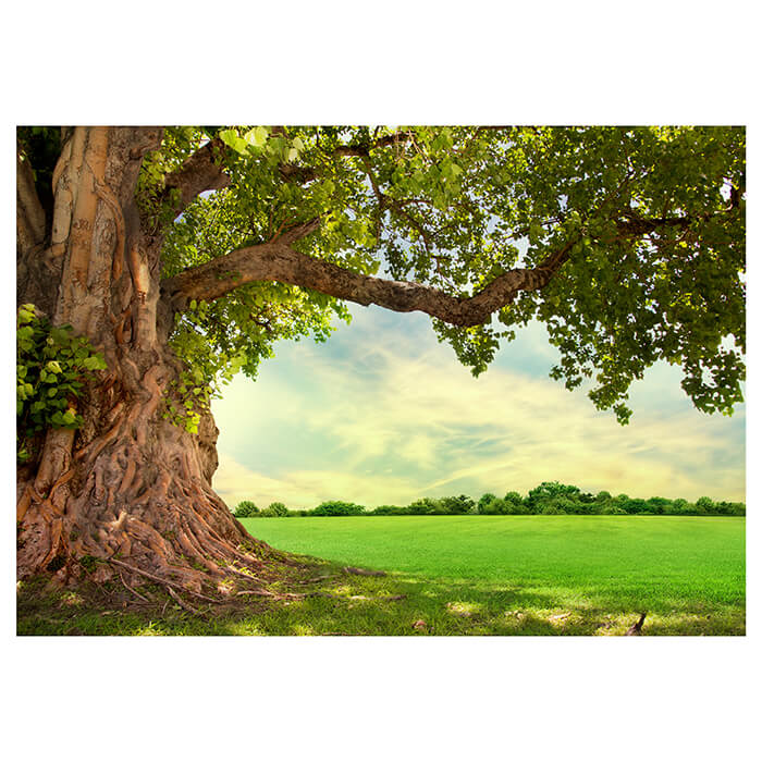 Fototapete Baum 3D Frühling M0715 - Bild 2