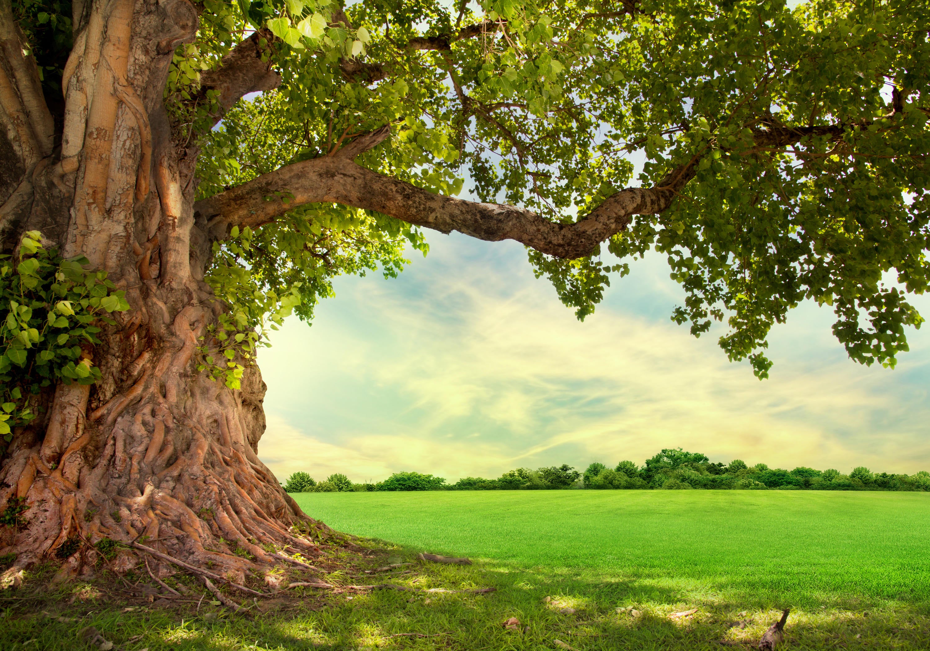 Select your image area