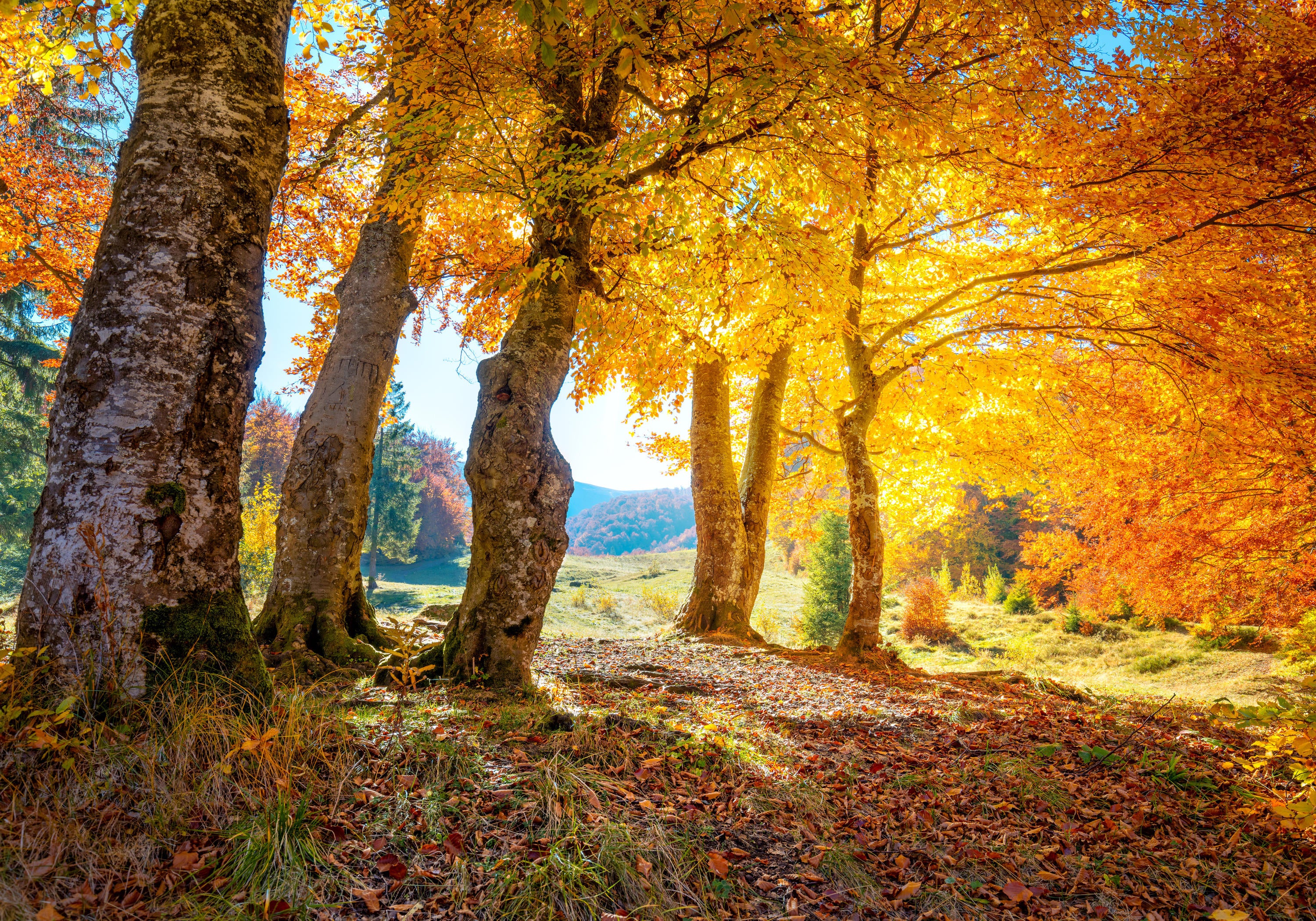 Select your image area