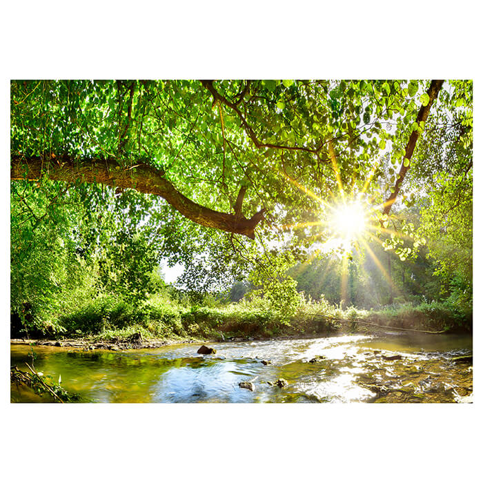 Fototapete Wald mit Fluss M5757 - Bild 2