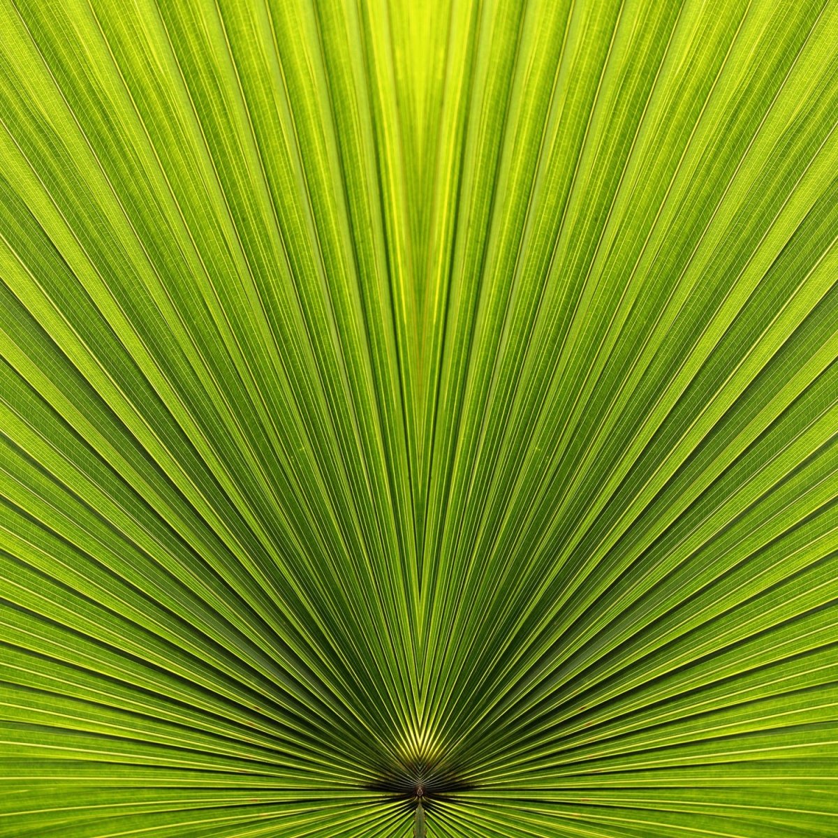 Beistelltisch Palmblatt Nahaufnahme M1003 entdecken - Bild 2