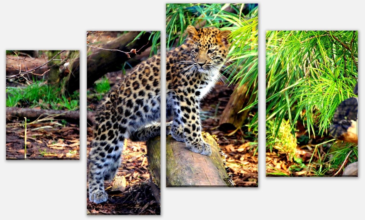 Leinwandbild Mehrteiler Kleiner Leopard M1060
